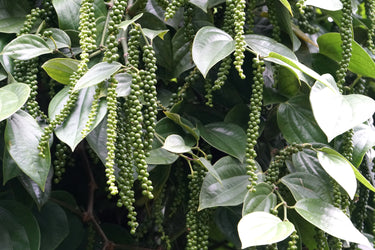 25 BLACK PEPPERCORN Black Pepper Piper Nigrum Spice Vine Seeds